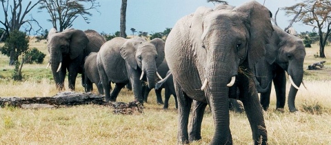 Divoké safari v Kruger parku aneb když se slon rozzuří!