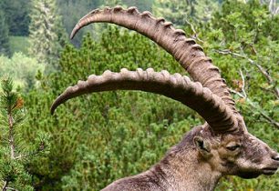 Nejlepší alpský horolezec? Kozorožec alpský!