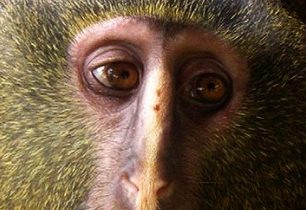 Vědci objevili v Kongu nový druh opice se smutným obličejem