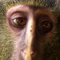 Vědci objevili v Kongu nový druh opice se smutným obličejem