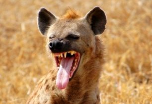 Nejhorší lidožrouti v dějinách: Hyeny v Malawi zabily desítky lidí. A ohrožovaly stovky dalších