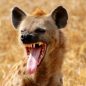Nejhorší lidožrouti v dějinách: Hyeny v Malawi zabily desítky lidí. A ohrožovaly stovky dalších