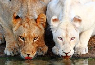Bílí lvi jsou neobvyklou hříčkou přírody. Jak přežívají, když je zářivá barva vždycky prozradí?