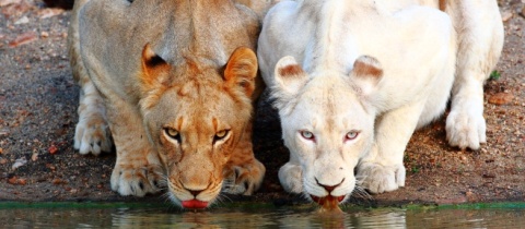 Bílí lvi jsou neobvyklou hříčkou přírody. Jak přežívají, když je zářivá barva vždycky prozradí?