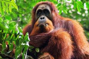 Život orangutanů v záchranné stanici na Borneu