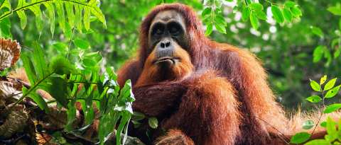 Život orangutanů v záchranné stanici na Borneu