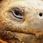 FOTOREPORTÁŽ: Ráj na zemi jménem Galapágy