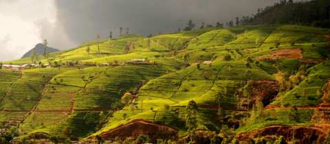 Želví pytláci, divocí sloni a bolestivý dotek divočiny hadími zuby