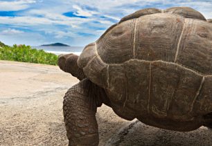 TOP 7 zážitků, které můžete prožít se zvířaty na cestách