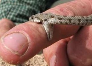 Uloven elegantní štíhlovkou pod nejvyšší horou Íránu