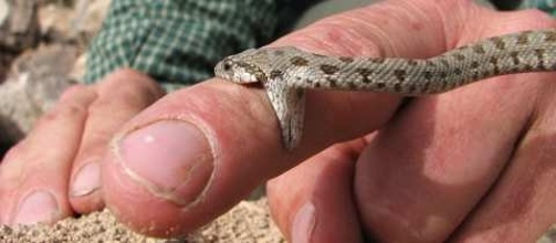 Uloven elegantní štíhlovkou pod nejvyšší horou Íránu