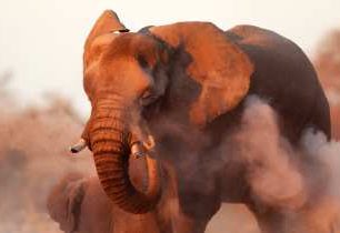 Národní park Serengeti je nejnavštěvovanějším v Tanzanii