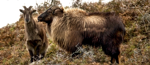 Moa, kiwi, kea - zázraky Nového Zélandu