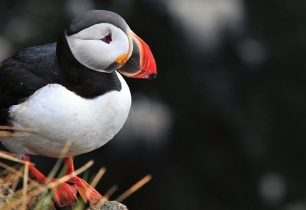 Ptačí útesy Islandu - ráj papuchalků