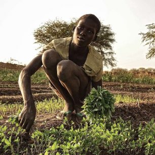 Člověk v tísni bojuje s podvýživou v Jižním Súdánu zahrádkami, pluhy i podporou trhu