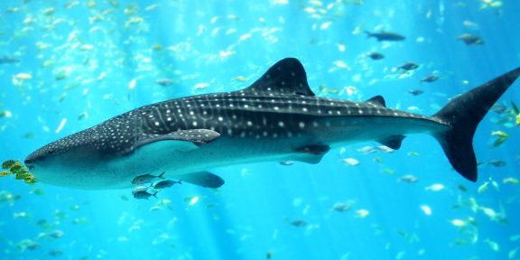 Vydejte se po stopách Butandinga na Filipíny