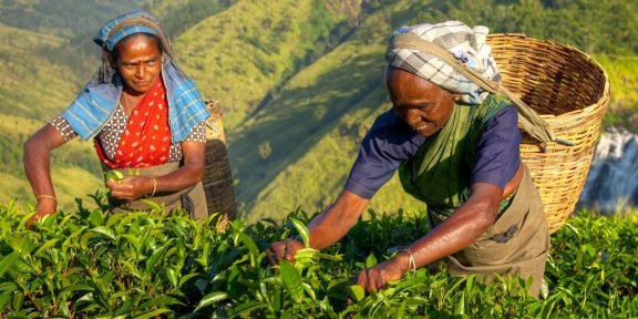 Srílanská vysočina: posvátná krajina čaji zaslíbená