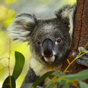 Kam se vydat v Austrálii za koalou?