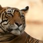 Safari v Indii aneb pátrání nejen po tygrech