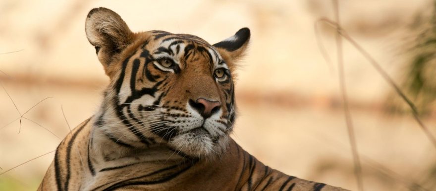 Safari v Indii aneb pátrání nejen po tygrech