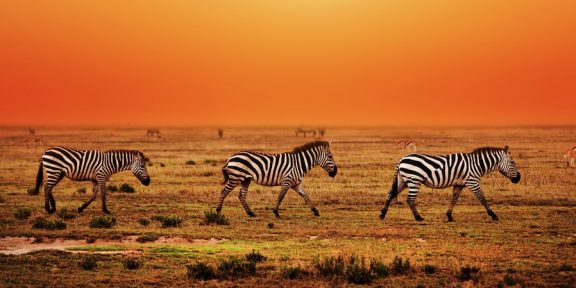 Po stopách divokých zvířat na safari v Keni aneb velká migrace zblízka