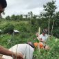 Filipíny po více jak dvou letech od ničivého Tajfunu Haiyan: Farmáři se učí pěstovat nové plodiny a obnovit své živobytí
