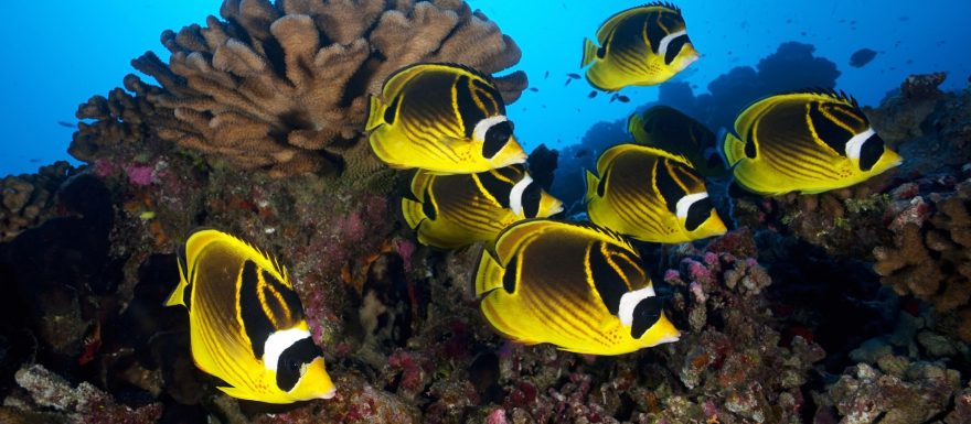 Šnorchlování a potápění na Bali: v odpadcích i bez nich, přesto nádherné