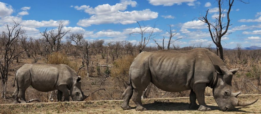 Objevte krásu Afriky s cestovní kanceláří Dream Africa