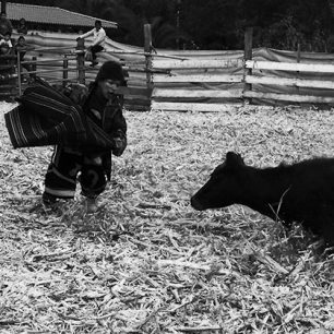 Legrace odpoledne aneb neškodné býčí zápasy na ekvádorský způsob
