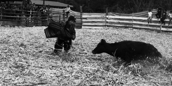 Legrace odpoledne aneb neškodné býčí zápasy na ekvádorský způsob