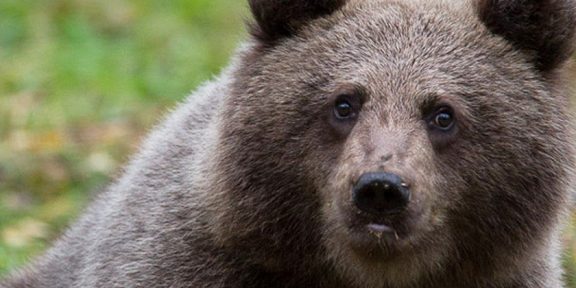 Putování finskou tajgou se psím spřežením a pozorování medvědů v divočině