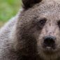 Putování finskou tajgou se psím spřežením a pozorování medvědů v divočině
