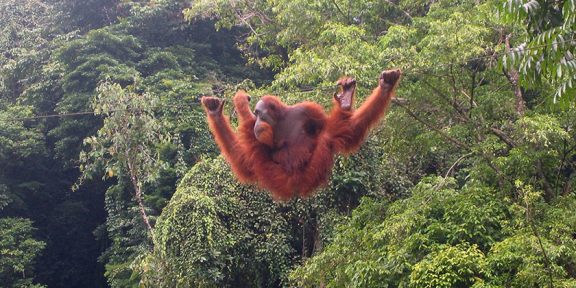 Za orangutany do česko-indonéské pralesní rezervace