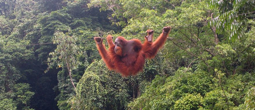 Za orangutany do česko-indonéské pralesní rezervace