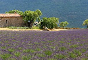 Letošní novinky z nakladatelství Jota! Procestujte Itálii, Srí Lanku a Francii s novými průvodci Rough Guides