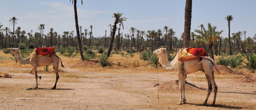 Bohatý noční život v marockém Marrákeši láká na akrobaty, pouliční dobroty i hady