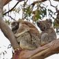 Austrálie: Rande s koalou, nejroztomilejším australským medvídkem