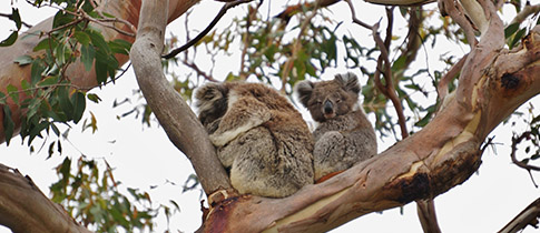 Austrálie: Rande s koalou, nejroztomilejším australským medvídkem