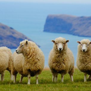 Lonely Planet: Nový Zéland vyšel v českém jazyce