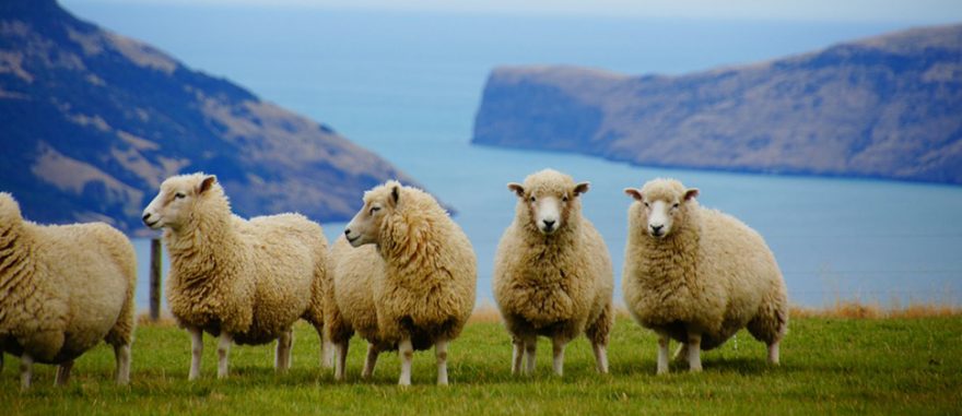 Lonely Planet: Nový Zéland vyšel v českém jazyce