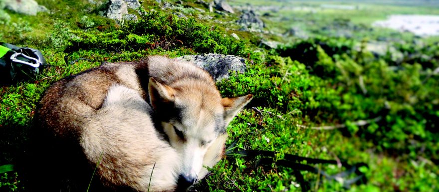 Švédský Sarek: Trek v poslední evropské divočině