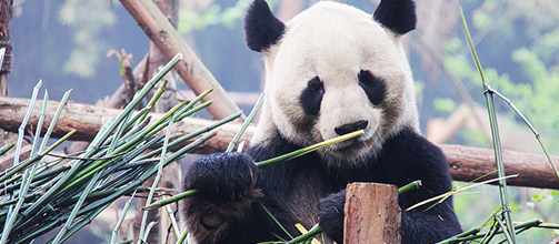 Čína: Pandy velké pocházejí z města Chengdu