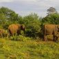 Kde nejlépe pozorovat přírodu a divoká zvířata na Srí Lance?