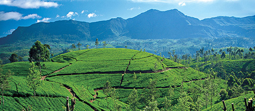 Centrální vysočina Srí Lanky &#8211; která místa nevynechat?