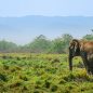 Nepál: NP Chitwan je oáza zeleně, v níž žije okolo 350 majestátných nosorožců