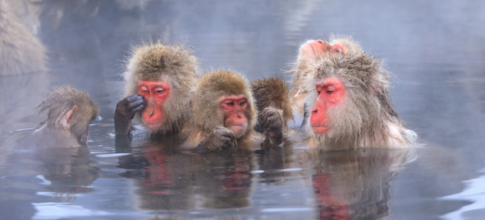Inspirujte se koupacími zvyky sněžných opic v malebném japonském lázeňskěm městečku Jamanouči