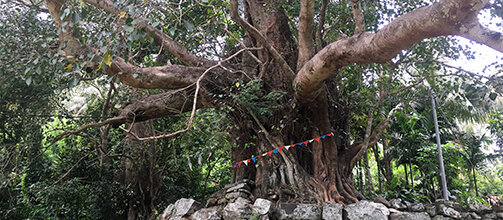 Tajemný ostrov Srí Lanka: vydejte se na nezapomenutelný trek horami do Memory