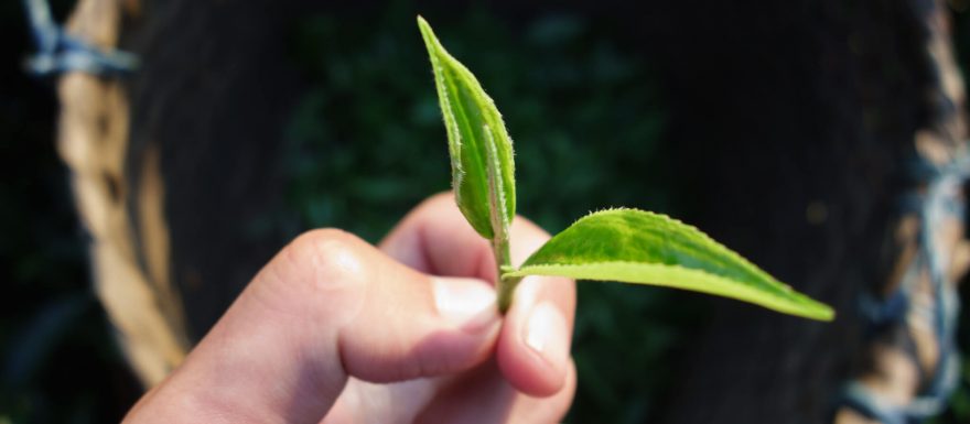 Bílý, zelený a černý čaj a jejich rozdíly ve výrobě. Víte, jaký je správný postup?