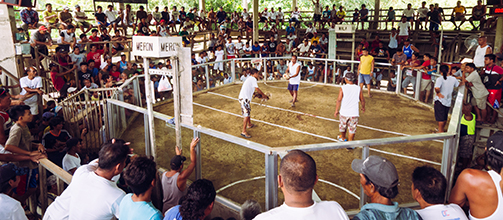 Dva kohouti na jednom dvorku, zápasy jsou pro Filipínce zdrojem zábavy i touhy po hazardu