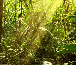 Pěší putování po nejstarším lese na světě - malajském Taman Negara